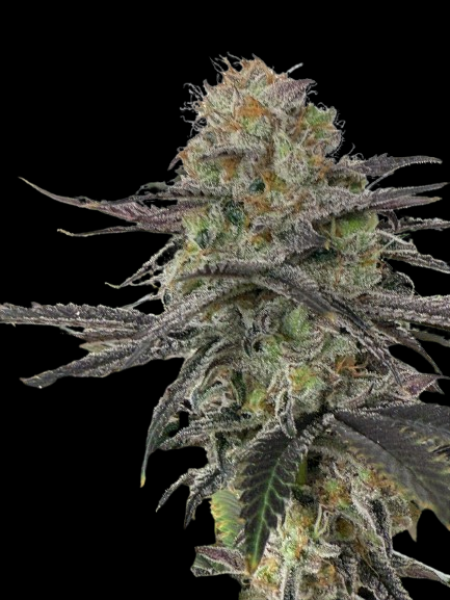 Gorilla Glue #4 x Bubba